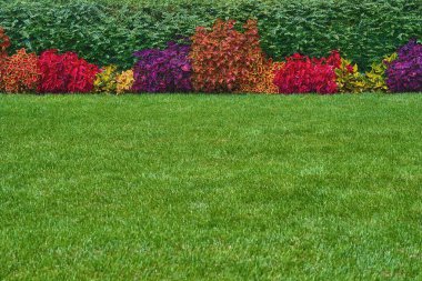 Arka planda soyut renkli bitkilerin doğal peyzaj tasarımı ve bulanık bir ön planda yeşil kırpılmış çimlerin.