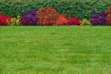Arka planda soyut renkli bitkilerin doğal peyzaj tasarımı ve bulanık bir ön planda yeşil kırpılmış çimlerin.