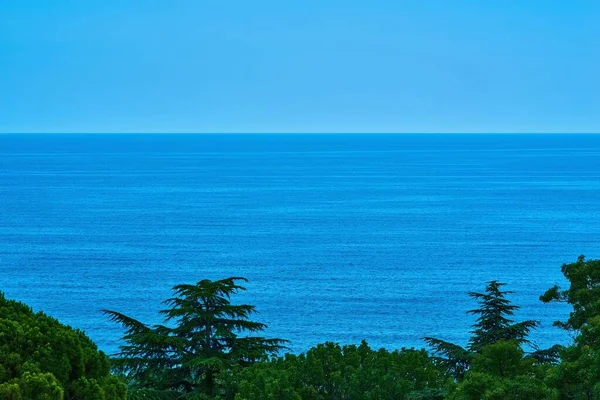 Paisaje Mar Vacío Cielo Despejado Con Arbustos Verdes Primer Plano — Foto de Stock