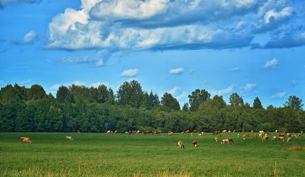 Пастбище Коровами Зеленом Лугу Лес Против Голубого Неба Белыми Облаками — стоковое фото