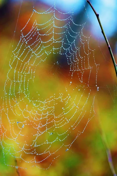 Large Wet Web Raindrops Selective Sharpness Located Closeup Blurred Bright — Stock Photo, Image