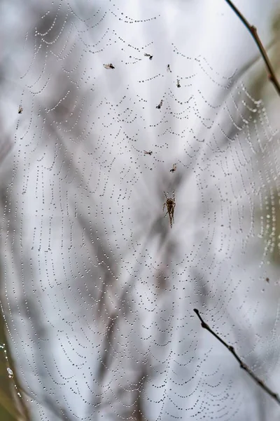 Große Nasse Netz Mit Insekten Und Mit Wassertropfen Mit Selektiver — Stockfoto