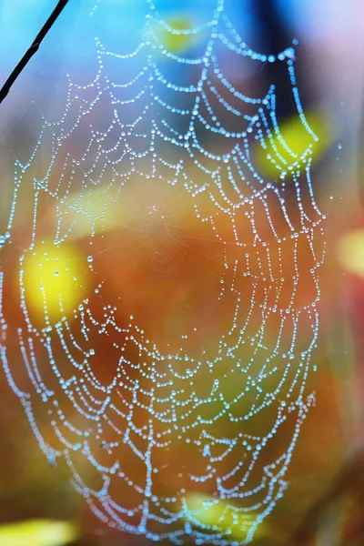 Grande Toile Humide Avec Des Gouttes Pluie Avec Une Netteté — Photo