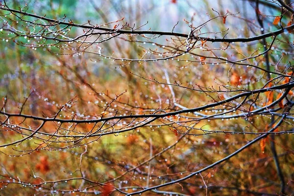 Paisaje Abstracto Ramas Árboles Húmedos Con Nitidez Selectiva Gotas Agua — Foto de Stock