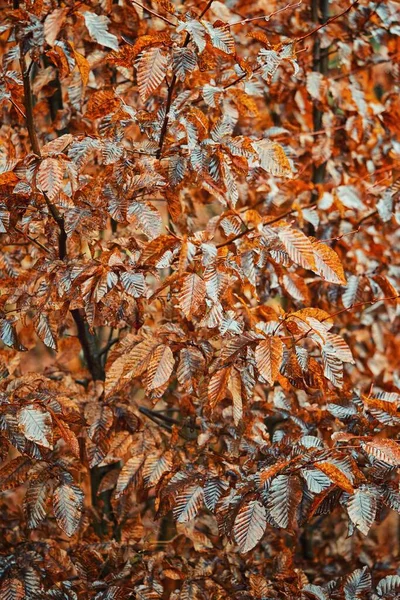 Zweige Eines Baumes Mit Rotbraunem Laub Nahaufnahme Mit Selektivem Fokus — Stockfoto