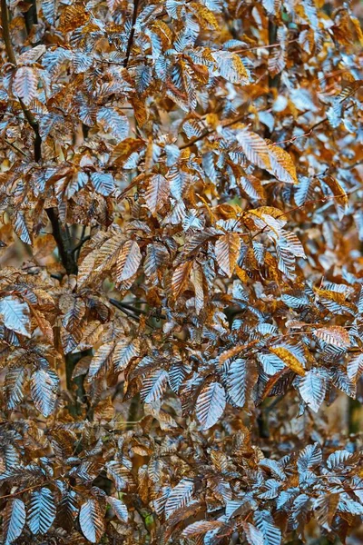 Větve Stromu Stříbřitě Hnědým Listím Detailní Záběr Selektivním Ostřením Pro — Stock fotografie