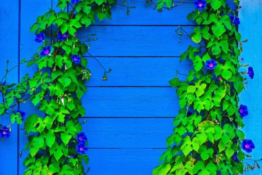 Mavi çiçekli iki sıra dikey yeşil bitki ahşap bir mavi tahtanın kenarlarında.