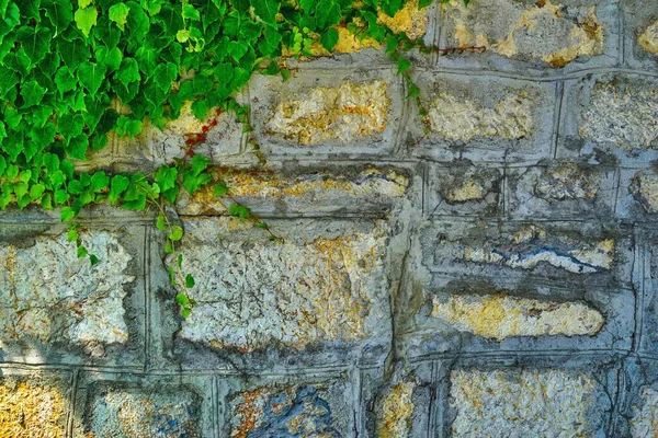 Viejo Muro Piedra Para Fondo Con Hojas Plantas Verdes Una —  Fotos de Stock