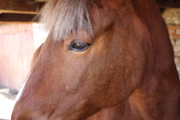 Auge Eines Braunen Pferdes Aus Nächster Nähe — Stockfoto