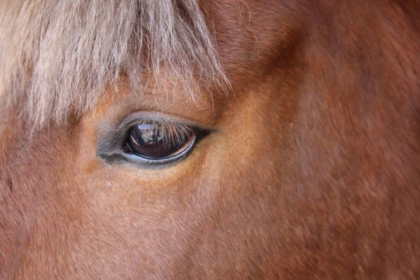 Eye of a brown horse close up.