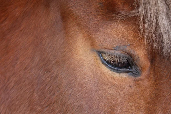 Ojo Caballo Marrón Cerca —  Fotos de Stock