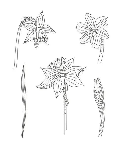Narciso Primer Plano Flores Primavera Conjunto Flores Hojas Brote Narciso — Archivo Imágenes Vectoriales