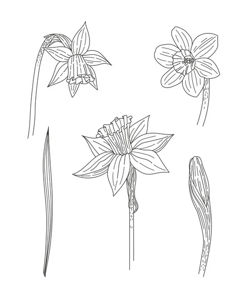 Narcis Een Close Voorjaarsbloemen Bloemen Bladeren Knoppen Van Narcissen Contourbeeld — Stockvector