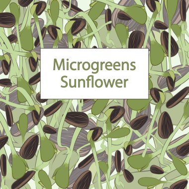 Ayçiçeği mikroyeşili. Doku. Mesajı netleştiriyorum. Renkli görüntü. Tasarım elemanı. Vektör illüstrasyonu.