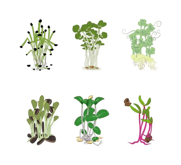 Tohumlar Mikroyeşillik Salatalık Lahana Pancar Bezelye Ayçiçeği Soğan Renkli Görüntü — Stok Vektör