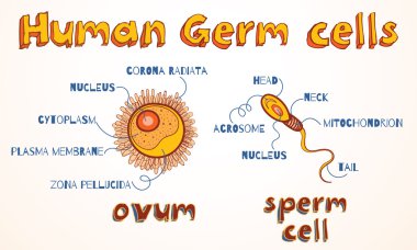 Yumurta ve sperm hücresi vektör çizimi