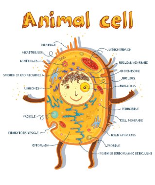 animal cell anatomy clipart