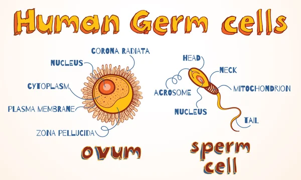 Vector illustration of ovum and sperm cell — Stock Vector