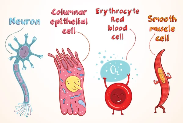 Illustrazione vettoriale delle cellule umane — Vettoriale Stock