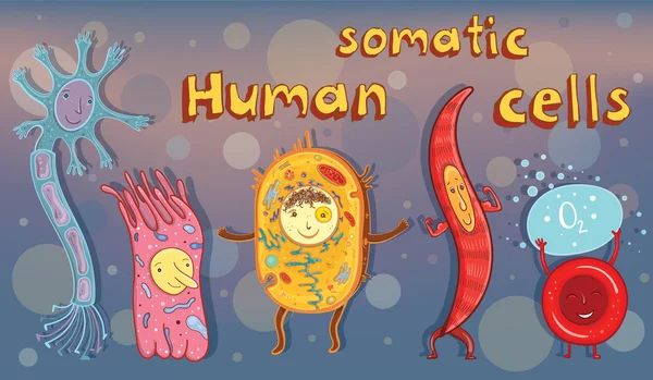Векторная иллюстрация соматических клеток человека — стоковый вектор