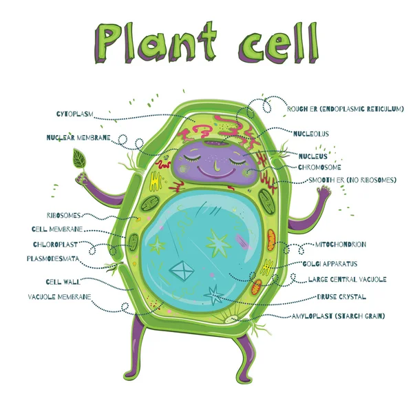 Plant cell anatomy — Stock Vector