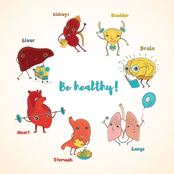 Vektör sağlıklı insan organlarını — Stok Vektör