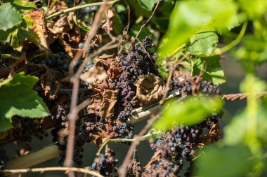 Rias Baixas, Pontevedra, Galiçya, İspanya 'daki espalier sarmaşıklarında kuru kırmızı üzüm kümesi.