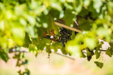 Rias Baixas, Pontevedra, Galiçya, İspanya 'daki espalier sarmaşıklarında kırmızı üzüm demetleri.