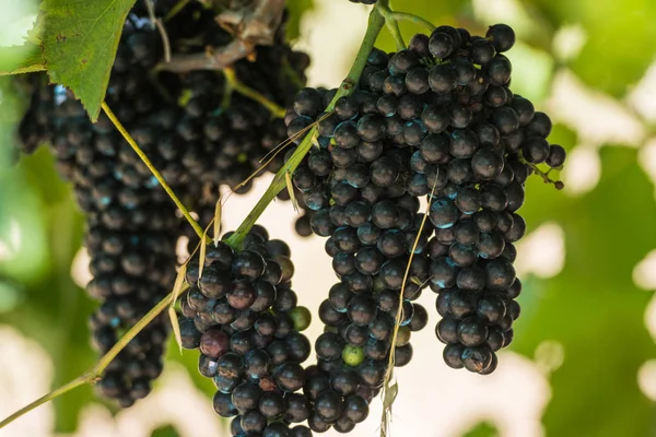 Grona czerwonych winogron w winorośli espalier w Rias Baixas, Pontevedra, Galicja, Hiszpania. — Zdjęcie stockowe