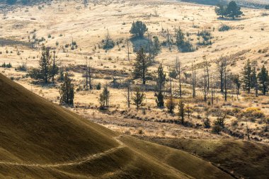 Bazı ağaçlar boyalı tepelerin kurak, dalgalı ve renkli manzarasında yetişir.