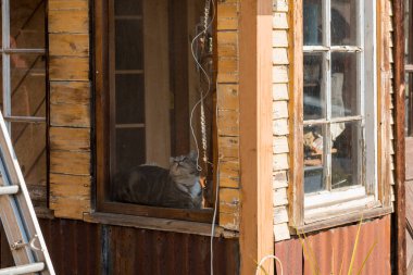 Kız Kardeşler, Oregon, Usa 'da tahta bir evin penceresinin köşesinde bir kedi dinleniyor..
