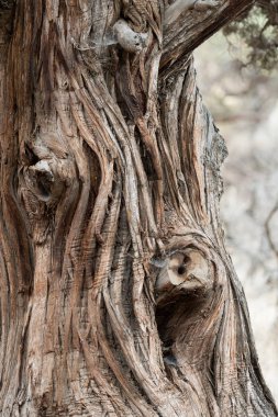 Smith Rock State Parkı 'ndaki bir ağaç gövdesinin buruşuk ve yıpranmış kabuğuna
