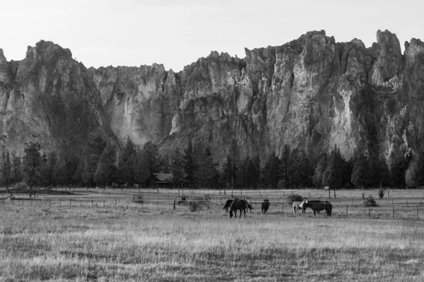 Vue en noir et blanc de chevaux sur une prairie avec les parois rocheuses du Smith Rock State Park en arrière-plan — Photo