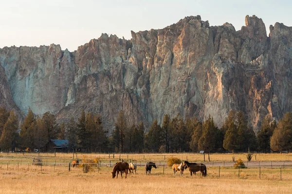 Sunset view of horses on a meadow with the rock walls of Smith Rock State Park in the background — 스톡 사진