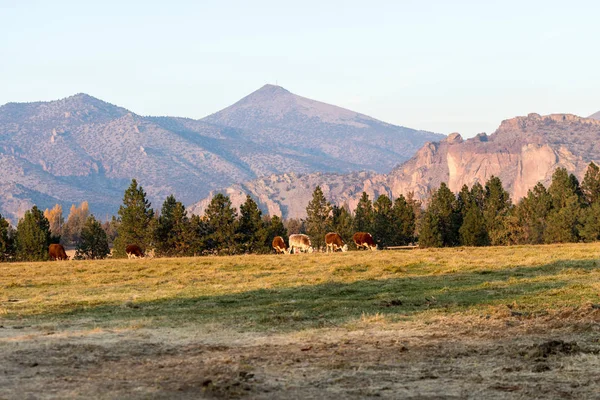 Un grupo de vacas pastando al atardecer con Smith Rock State Park al fondo en Terrebonne — Foto de Stock