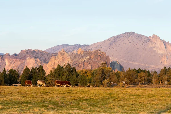 Un grupo de vacas pastando al atardecer con Smith Rock State Park al fondo en Terrebonne — Foto de Stock