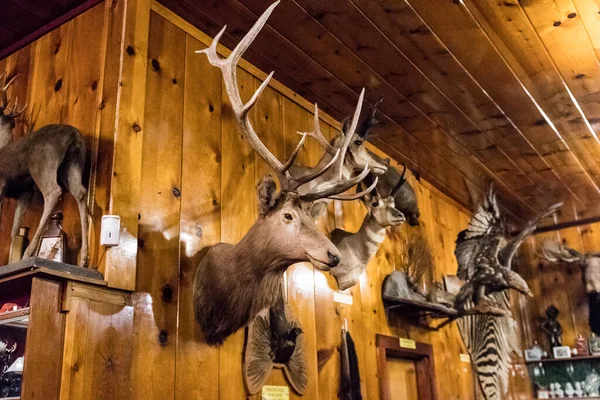 Detail of the Mohawk Restaurant interior decorated with several stuffed animals, Crescen — Stock Photo, Image