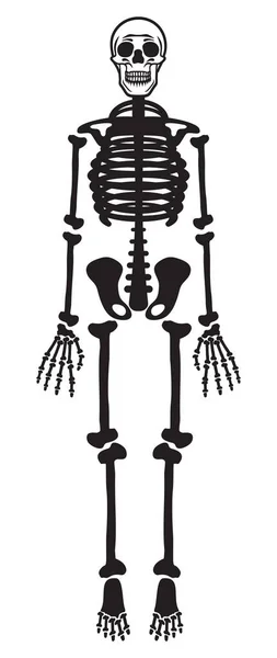 Esqueleto humano em branco — Vetor de Stock