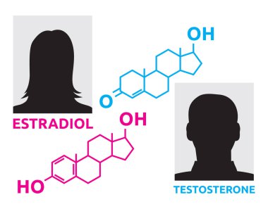 Vector illustration of the hormones concept clipart