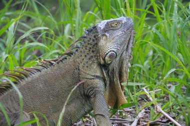 yan görünümü iguana uzun otların içinde