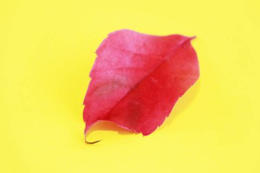 Kırmızı doğal sonbahar yaprakları ve sarı arka planda damarlar.