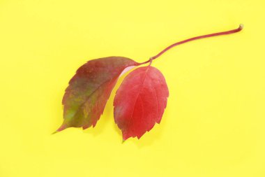 Kırmızı doğal sonbahar yaprakları ve sarı arka planda damarlar.
