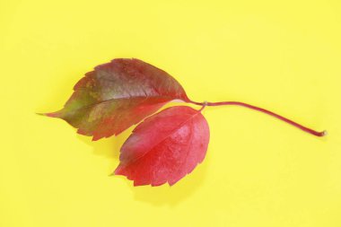 Kırmızı doğal sonbahar yaprakları ve sarı arka planda damarlar.