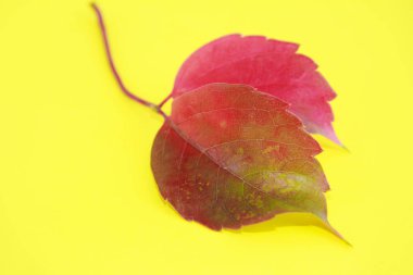 Kırmızı doğal sonbahar yaprakları ve sarı arka planda damarlar.