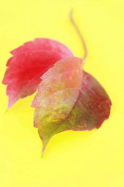 Red Natural Autumn Leaves Veins Yellow Background — Stock Photo, Image