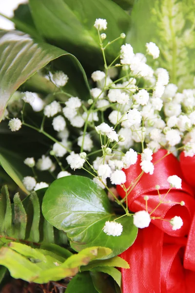 Białe małe naturalne cyganki kwiaty na tle zielonych liści — Zdjęcie stockowe