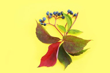 Sonbahar kırmızı yeşil yapraklar ve mavi böğürtlenler sarı arka planda