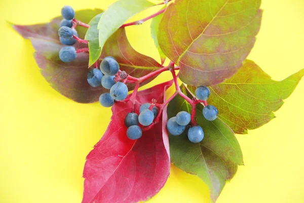 Outono vermelho folhas verdes e bagas azuis em um fundo amarelo — Fotografia de Stock