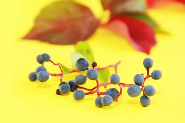 Φθινοπωρινά κόκκινα πράσινα φύλλα και μπλε μούρα σε κίτρινο φόντο — Φωτογραφία Αρχείου