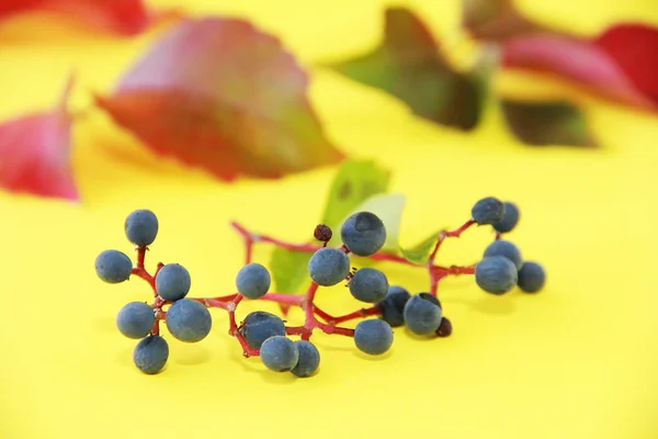 Otoño hojas verdes rojas y bayas azules sobre un fondo amarillo —  Fotos de Stock